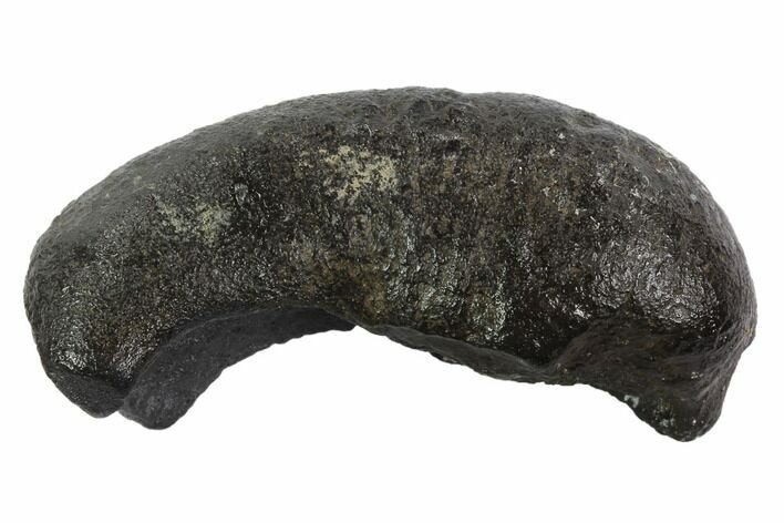 Fossil Whale Ear Bone - Miocene #95723